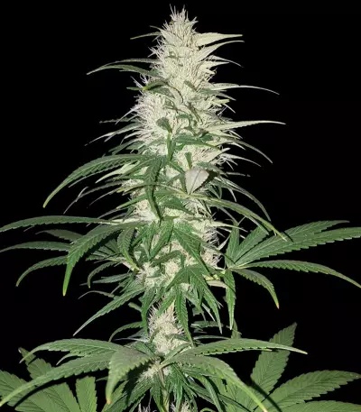 CBD Cherry Kush Seeds