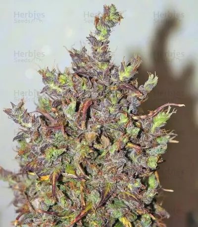Californian Snow Auto