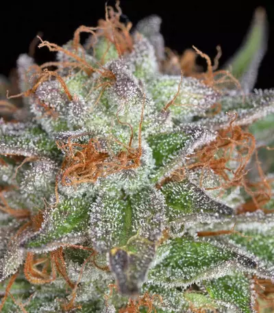 Ewe-2 feminized seeds