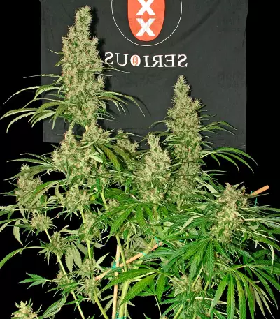 Semi femminizzati Kali Mist