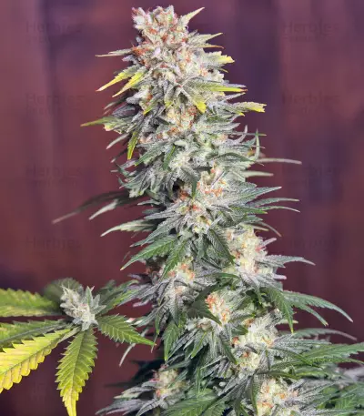 Killer Kush F1 Fast Version Seeds