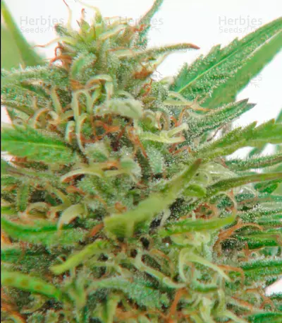Graines de cannabis Kaboom (Kannabia Seeds)