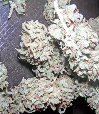 Mataro Blue Max Auto Seeds
