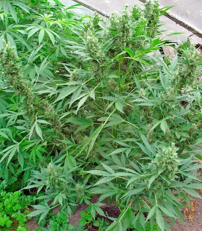 Mikromachine Auto (Kannabia Seeds)
