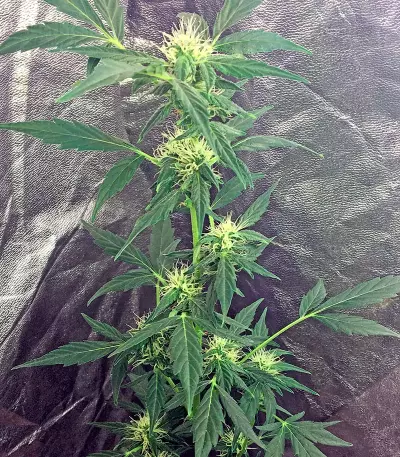 Moby Dick Autoflowering feminized seeds