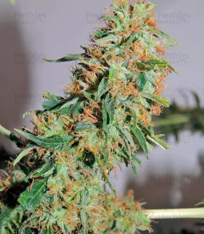 Orange Bud regular (Dutch Passion)