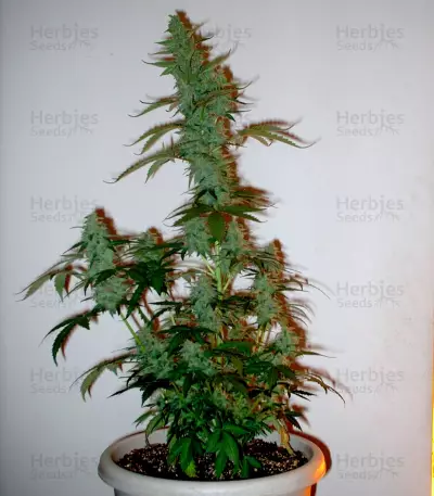 Supersonic Cristal Storm Auto Seeds