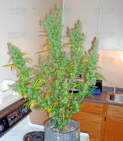 Sweet Coffee Ryder Auto (World of Seeds)