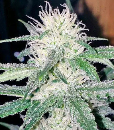 White Cheese Autoflowering feminized seeds