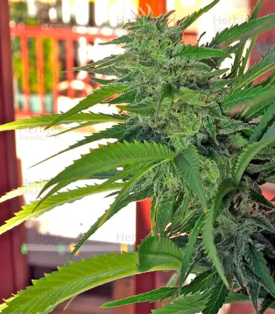 Graines de cannabis White Domina (Kannabia Seeds)