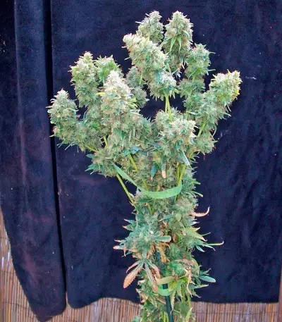 Yumbolt 47 feminized seeds