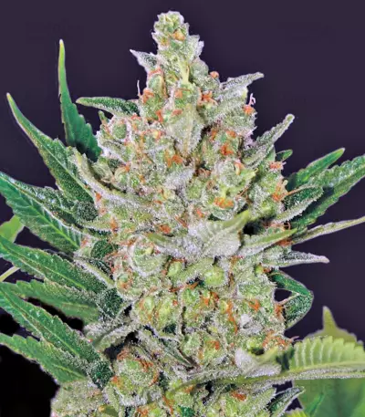 Blueberry Cheese Auto strain