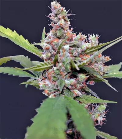 Graines de cannabis CBD Blue Shark (Barney's Farm)