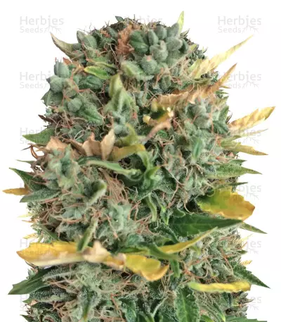 Auto Alpujarrena (Pyramid Seeds) Cannabis-Samen