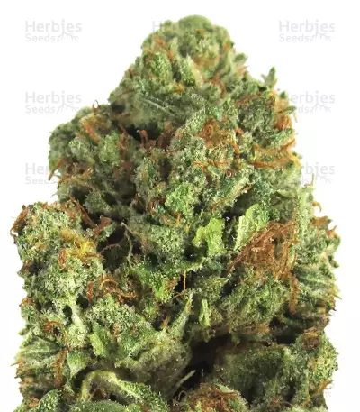 Buy Midnight Mass feminized seeds