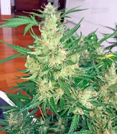 Swiss Cheese Automatic Seeds