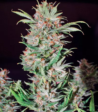 Wembley (Pyramid Seeds)