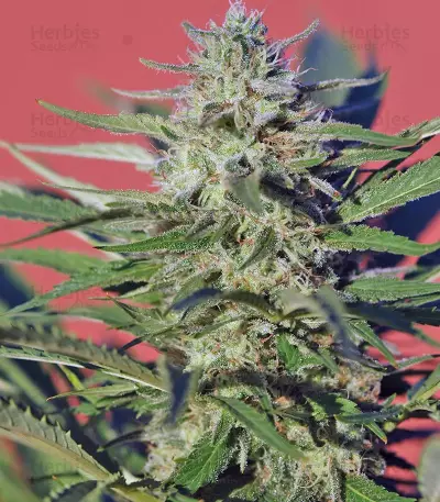 Wild Rose feminized seeds