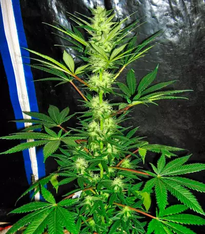 Aurora Indica strain
