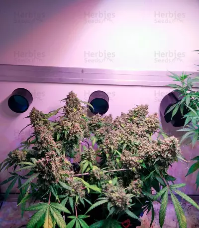 Semi di Auto White Widow femminizzati (Dutch Passion)