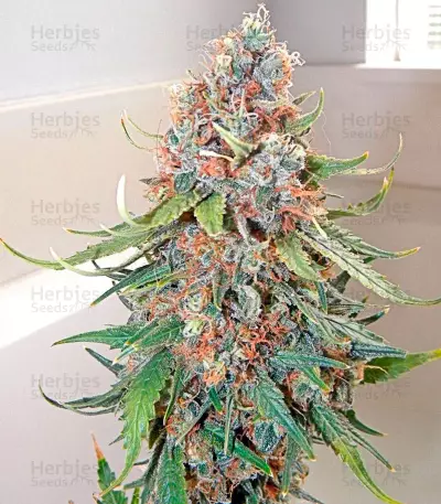 Big Band Max Auto (Kannabia Seeds)