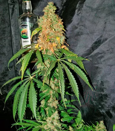 Blue Hash cannabis strain