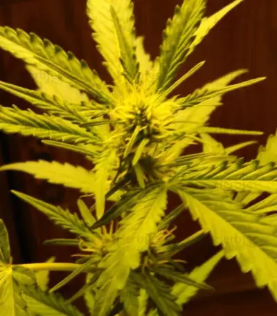 Blueberry Bliss Auto cannabis strain