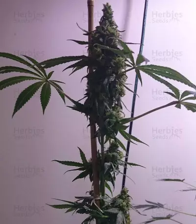 Graines de cannabis Bona Dea CBD+ (Vision Seeds)