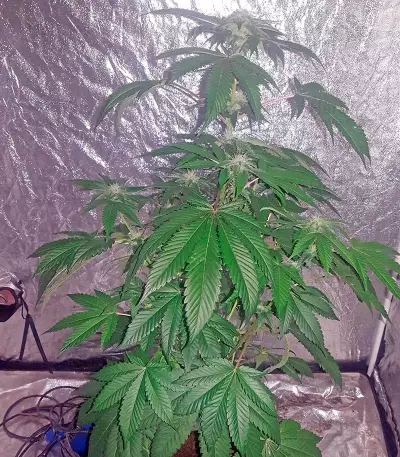 Bubba Kush feminized seeds (Humboldt Seeds Organization)