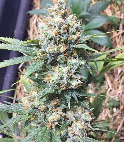 Bubble Gum feminized seeds