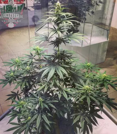 Cannatonic Seeds