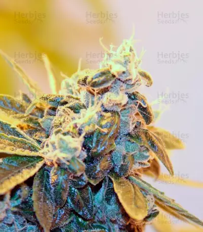 Damn Sour Seeds