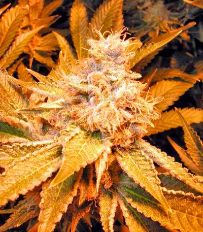 Dr. Greenthumb’s Em-Dog by B-Real Seeds
