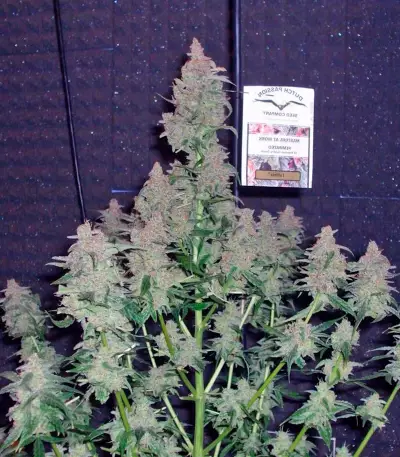 Euforia Seeds