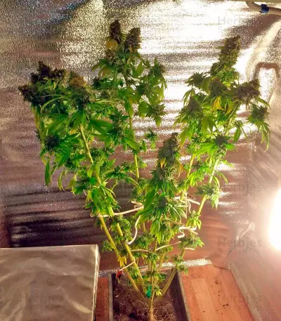 Ganesh regular (Mandala Seeds)