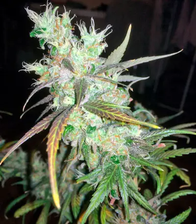 Kali Mist Regular seeds