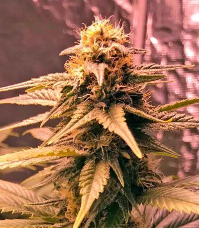 Graines de cannabis Original Amnesia (Dinafem Seeds)