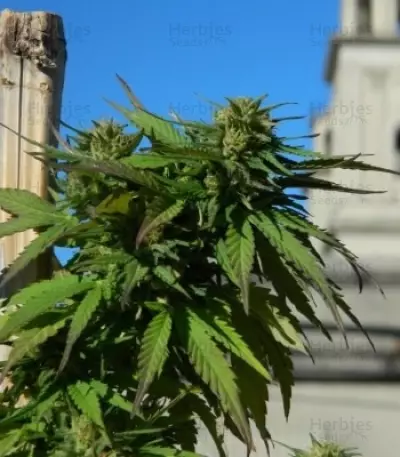 Semi femminizzati Royal Medic CBD (Royal Queen Seeds)