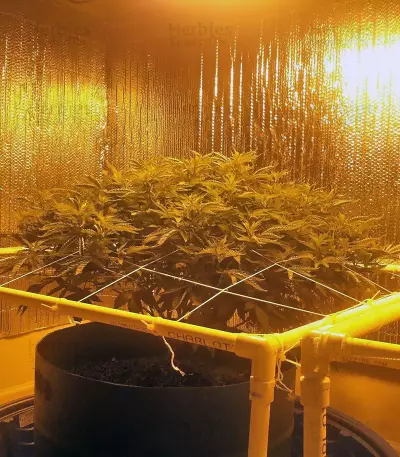 Russian Snow feminized seeds