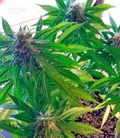Sugar Mango Ryder Auto (World of Seeds)