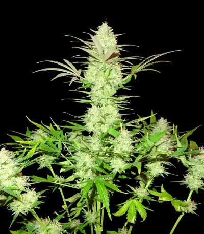 Ultimate AK (Sumo Seeds)