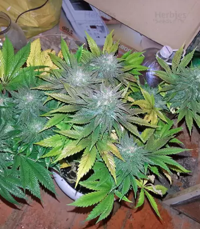 White Magic feminized seeds