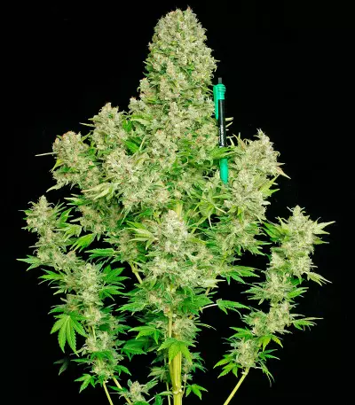 White Russian regular (Serious Seeds)