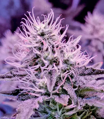 White Widow feminized seeds (Dinafem)