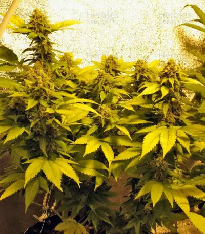 Ice Cool (Sweet Seeds)