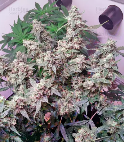 PolarLight #2 Auto Seeds