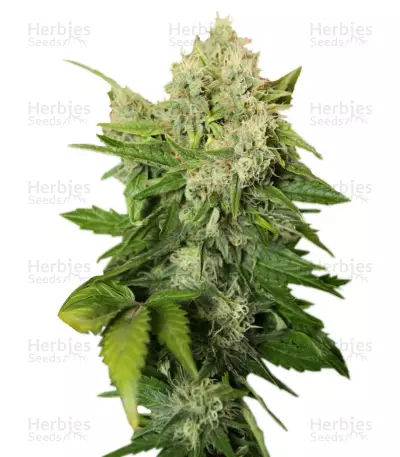 Chronic regular (Serious Seeds) Cannabis-Samen
