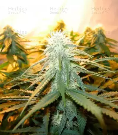 Sugar Black Rose (Delicious Seeds)