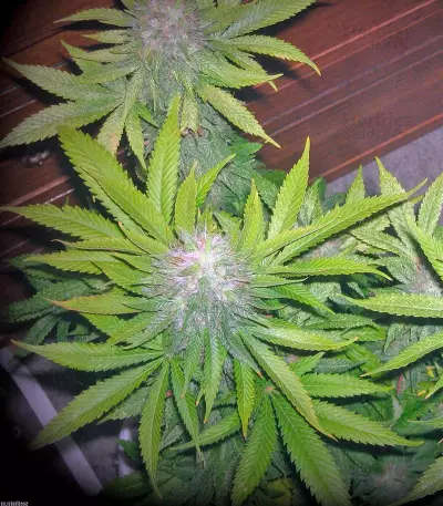 Sweet Cheese (Sweet Seeds) Cannabis-Samen