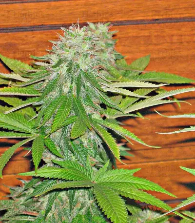 Sweet Cheese (Sweet Seeds) Cannabis-Samen